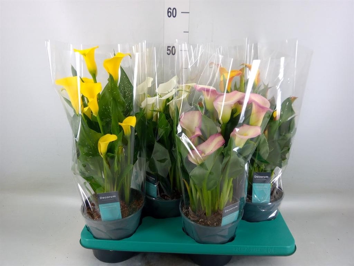<h4>Zantedeschia   ...mix</h4>