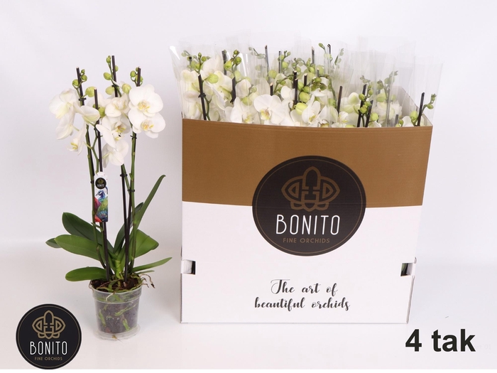 <h4>PHAL AN NOTTINGHAM</h4>