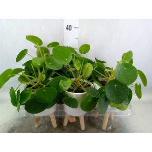 Arr.   Kamerplant Groen L%