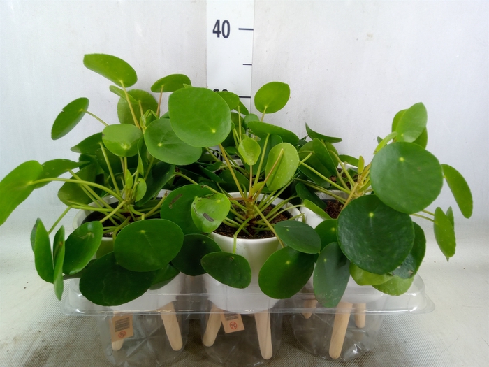<h4>Arr.   Kamerplant Groen L%</h4>