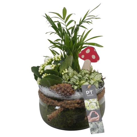 <h4>PTHG3339 Arrangementen kamerplanten</h4>