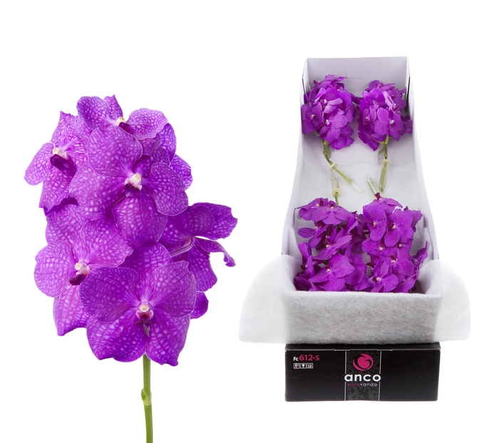 <h4>Vanda Hot Magenta</h4>