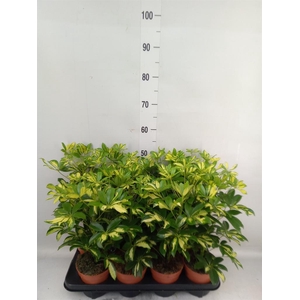 Schefflera arbor. 'Gerda'