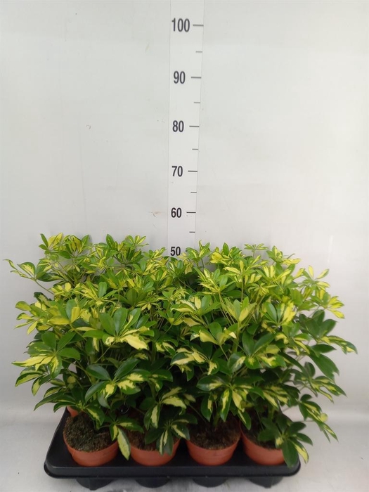 <h4>Schefflera arbor. 'Gerda'</h4>