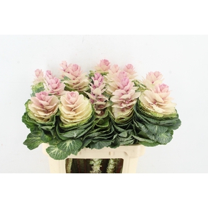 BRASS EMPIRE ANNA XL