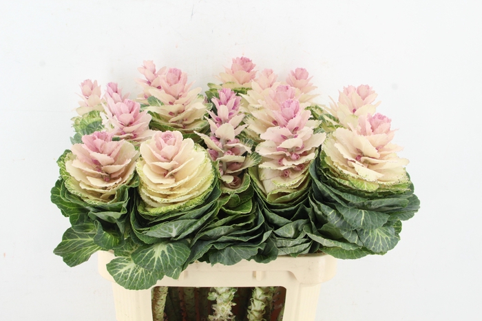 <h4>BRASS EMPIRE ANNA XL</h4>