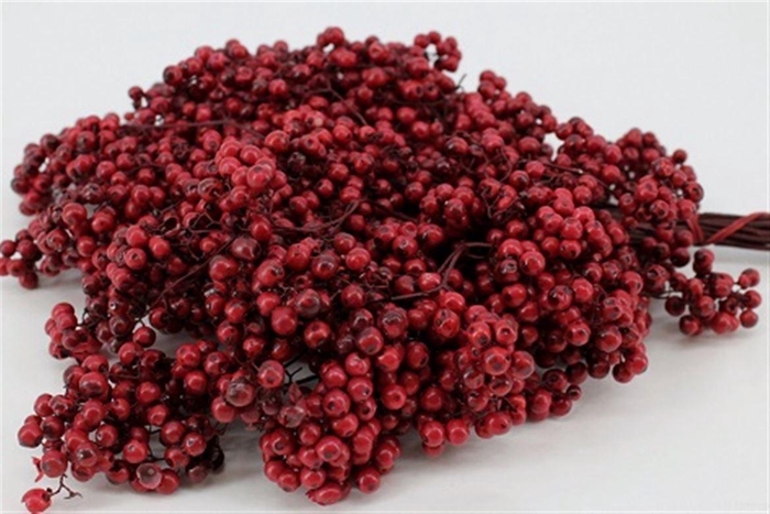 Schinus M Pt Burgundy Bunch
