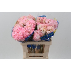 Hydr Light Pink Select