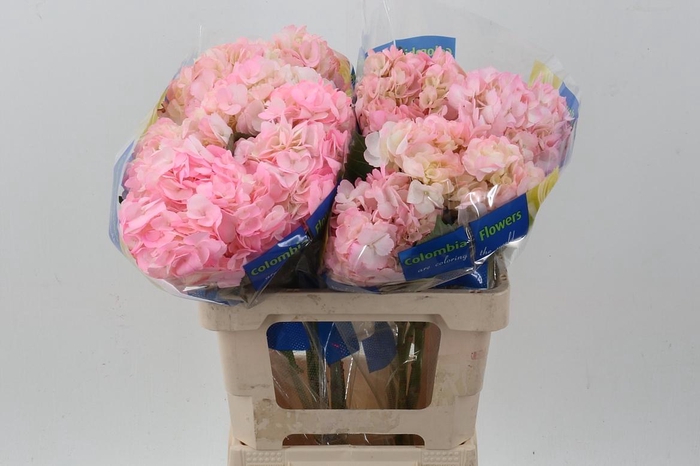 <h4>Hydr Light Pink Select</h4>