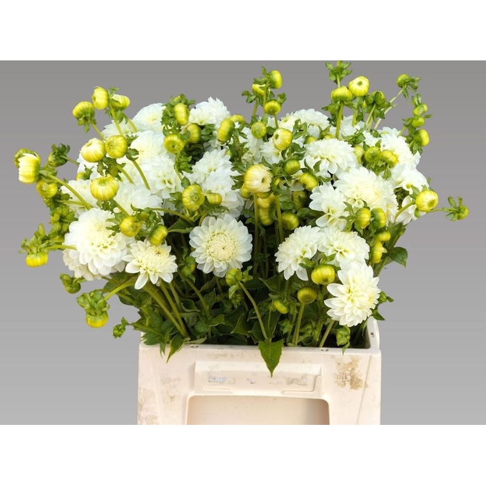 <h4>DAHL POM WHITE ASTER</h4>