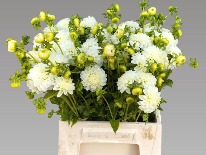 DAHL POM WHITE ASTER