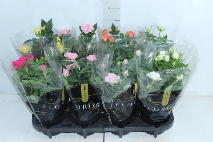 <h4>ROSEIRA MINI P13</h4>