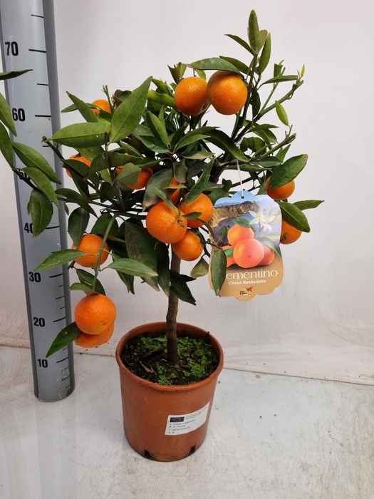 <h4>CITR RE CLEMENTINE</h4>