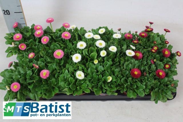 <h4>BELLIS P RUS MIXK</h4>