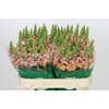 Antirrhinum majus Toulon Apricot