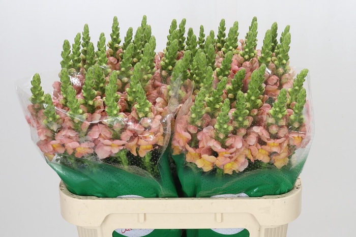 <h4>Antirrhinum majus Toulon Apricot</h4>