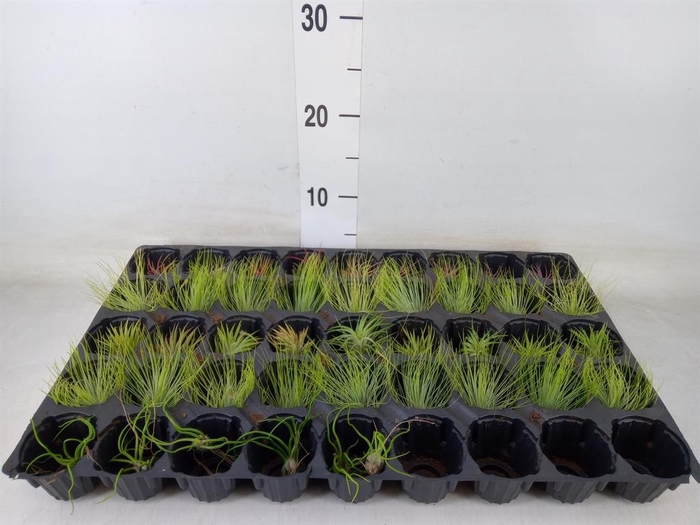<h4>Tillandsia</h4>