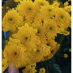 Chr Gold Yellow