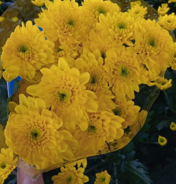 <h4>Chr Gold Yellow</h4>