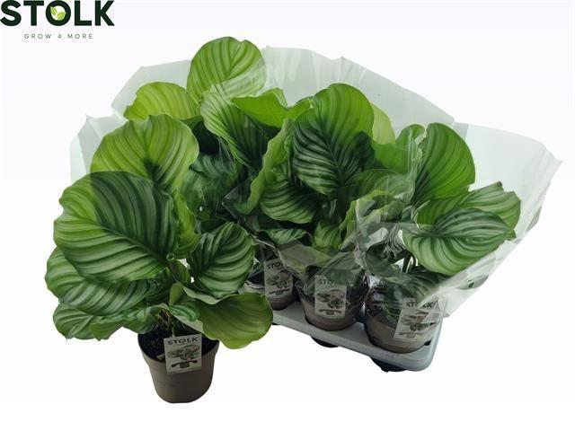 <h4>CALAT ORBIFOLIA</h4>