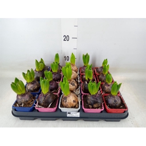 Hyacinthus orie.   ...mix 4
