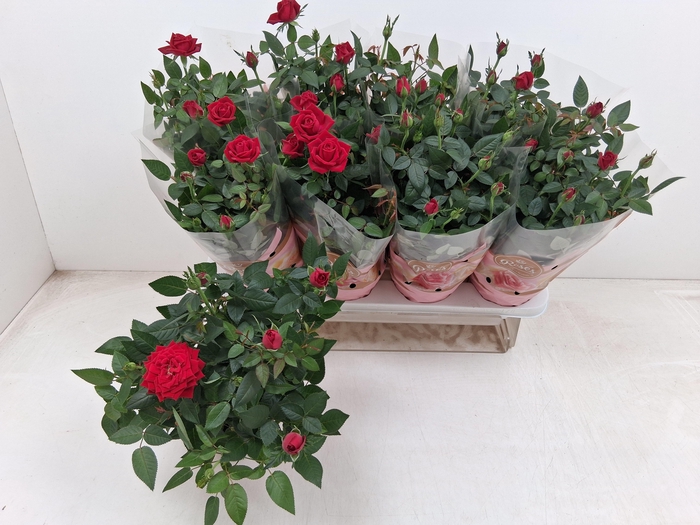 <h4>RO FAV RO RED</h4>