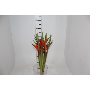 HELICONIA STRICTA TAGAM