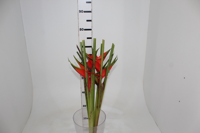 <h4>HELICONIA STRICTA TAGAM</h4>
