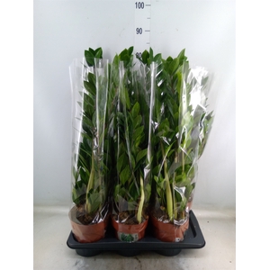 Zamioculcas zamiifolia