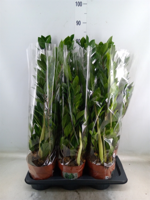 <h4>Zamioculcas zamiifolia</h4>