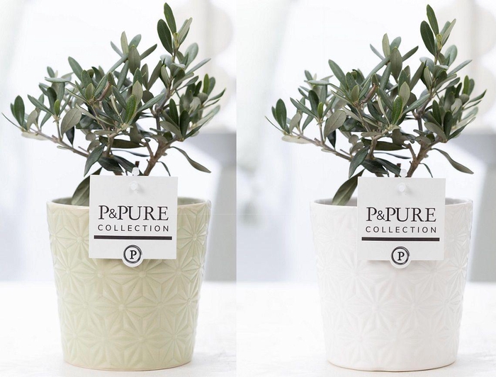<h4>Olea Europaea in P&PURE Juliette ceramics ass. 2</h4>