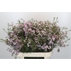 Chamelaucium Dancing Queen