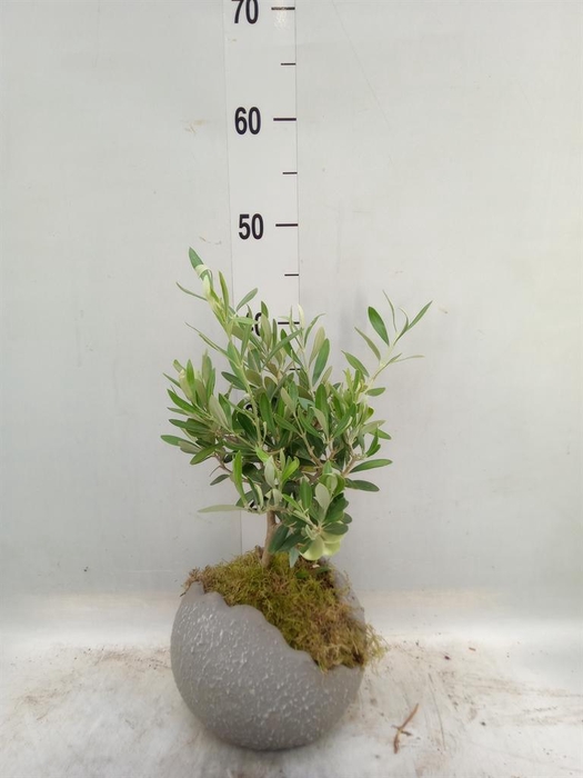 <h4>Arr. Tuinplanten H%</h4>