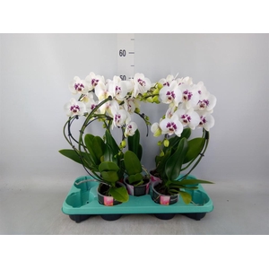 Phalaenopsis   ...