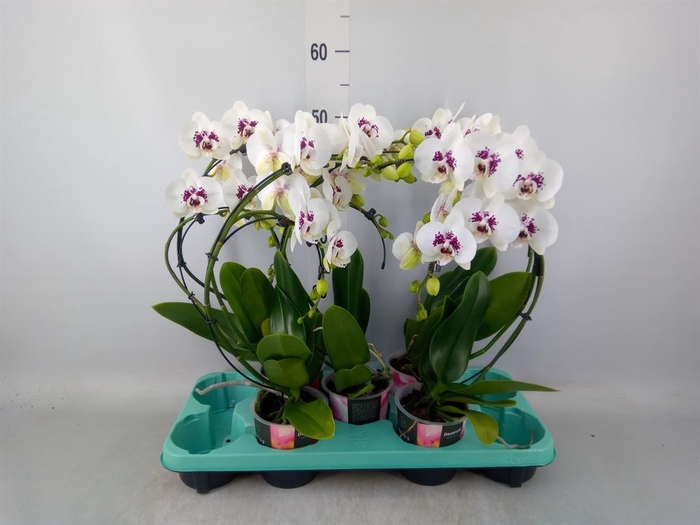<h4>Phalaenopsis ...</h4>