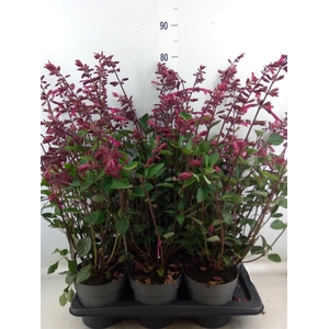 Salvia   ...