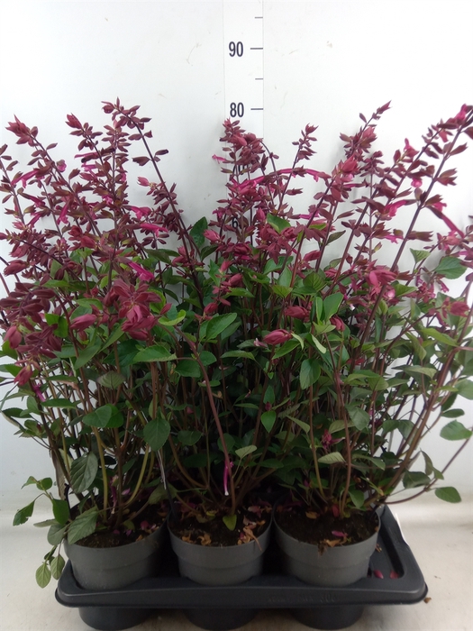 <h4>Salvia   ...</h4>
