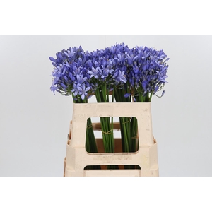 Agapanthus Intermedia