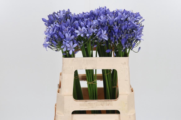 <h4>Agapanthus Intermedia</h4>