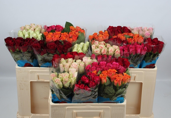 <h4>R KL GEM IN FUST</h4>