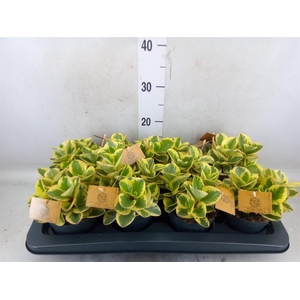 Peperomia obt. 'Obtipan Bicolor'