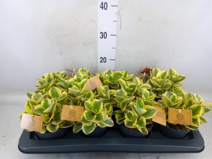 <h4>Peperomia obt. 'Obtipan Bicolor'</h4>