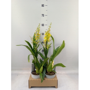 Oncidium   ...