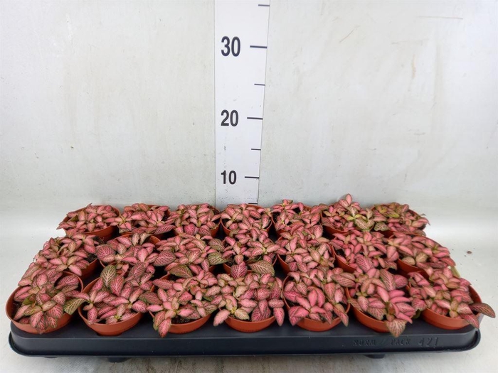 <h4>Fittonia  'Mosaic Pink Forest Flam'</h4>