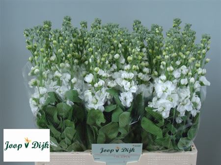 <h4>Matth Aida White</h4>