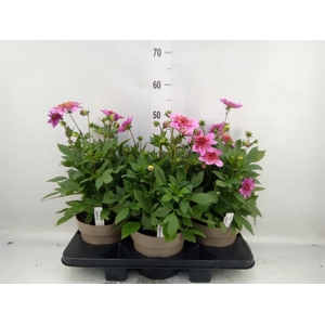 Dahlia  'Dalina Maxi Stardust Pink'