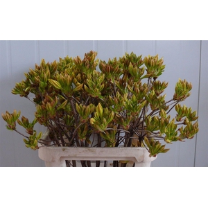 Rhodo ( Azalea ) Yellow 80cm P Stem