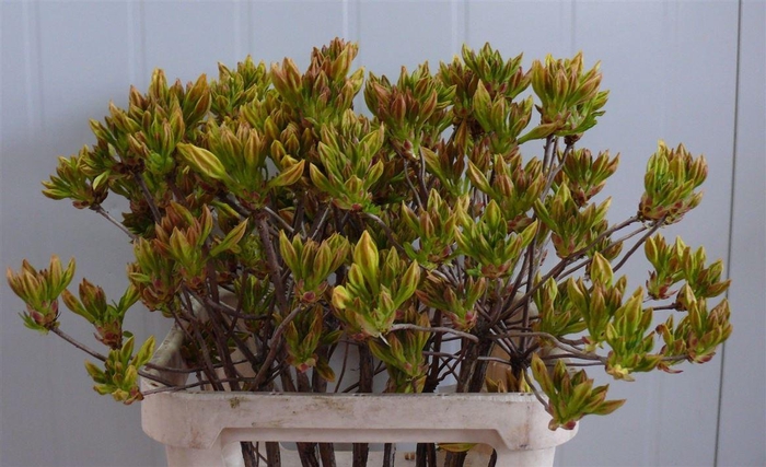<h4>Rhodo ( Azalea ) Yellow 80cm P Stem</h4>
