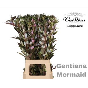 GENTIANA MERMAID