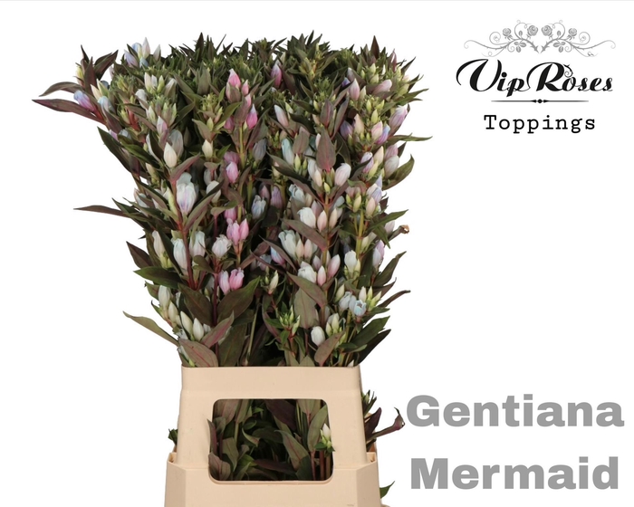 <h4>GENTIANA MERMAID</h4>
